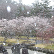 桜に雪が舞う国立京都国際会館